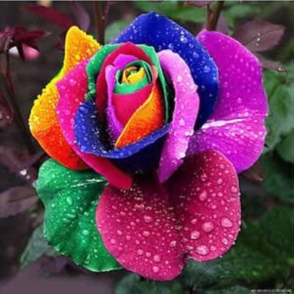 Rose flowers grown from multiple-color seeds with classic layered petals in a variety of shades